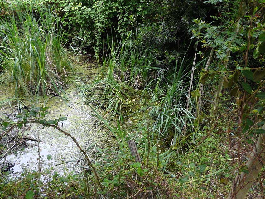 Triturus alpestris apuanus sulla Collina Torinese